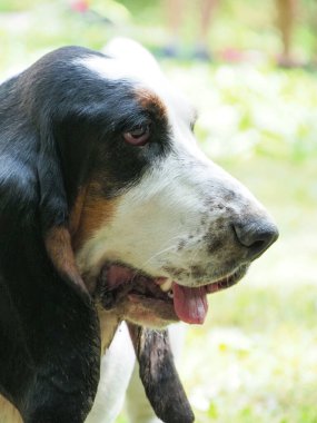 Yaşlı bir dişi tazının portresi.