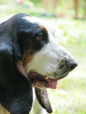 Yaşlı bir dişi tazının portresi.