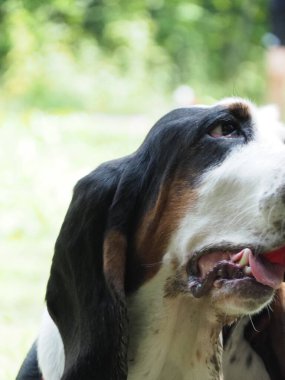 Yaşlı bir dişi tazının portresi.
