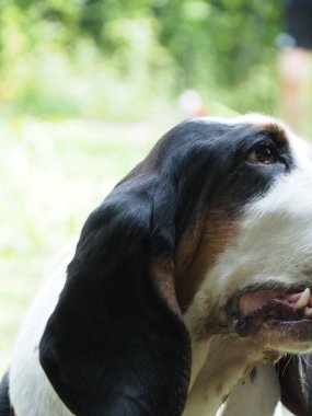 Yaşlı bir dişi tazının portresi.