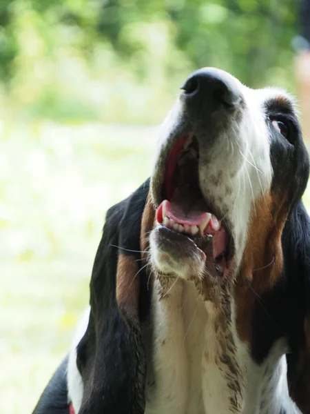 Porträt Eines Älteren Weiblichen Bassetthundes — Stockfoto