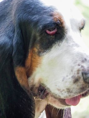 Yaşlı bir dişi tazının portresi.