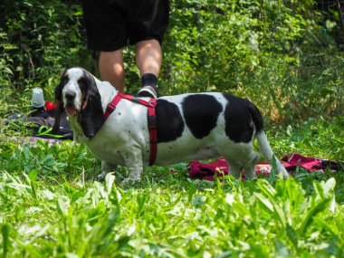 Yazın bahçedeki siyah beyaz, kahverengi, komik av köpeği dinleniyor.