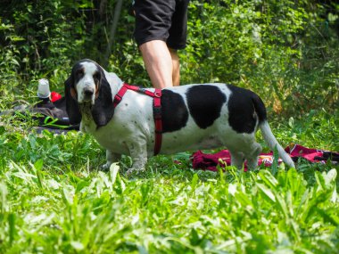 Yazın bahçedeki siyah beyaz, kahverengi, komik av köpeği dinleniyor.