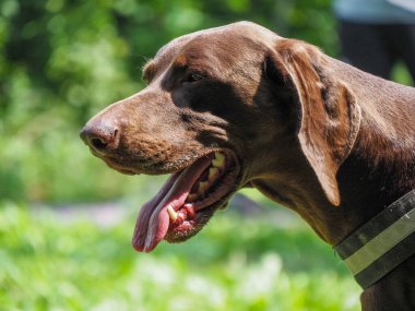 Esmer, genç Alman parkın sahibinin köpeği.