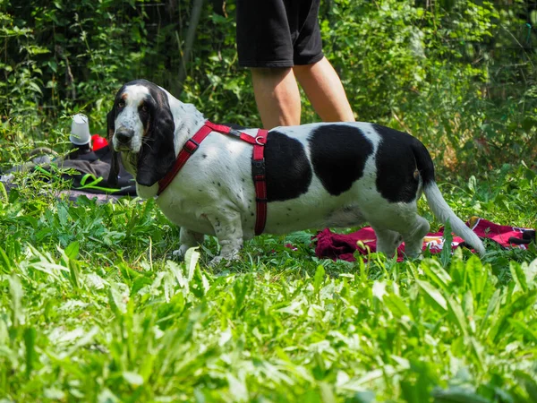 Yazın bahçedeki siyah beyaz, kahverengi, komik av köpeği dinleniyor.