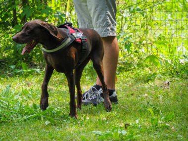 Esmer, genç Alman parkın sahibinin köpeği.