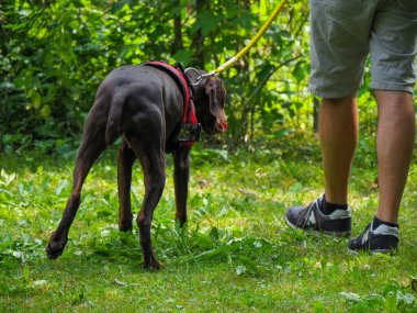 Esmer, genç Alman parkın sahibinin köpeği.