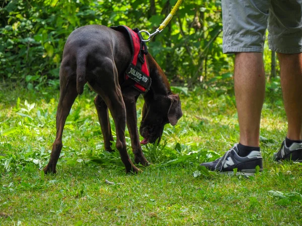 Esmer, genç Alman parkın sahibinin köpeği.