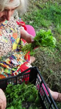 Emilia Romagna 'daki Valdarda dağ kasabası ve üzüm bağları