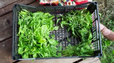 Emilia Romagna 'daki Valdarda dağ kasabası ve üzüm bağları