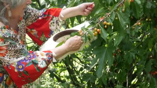 Närbild Äldre Kvinna Som Plockar Mogna Röda Körsbär Från Trädet — Stockvideo
