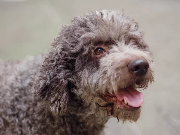 Lustiger Haariger Terrier Hund Stimmung — Stockfoto