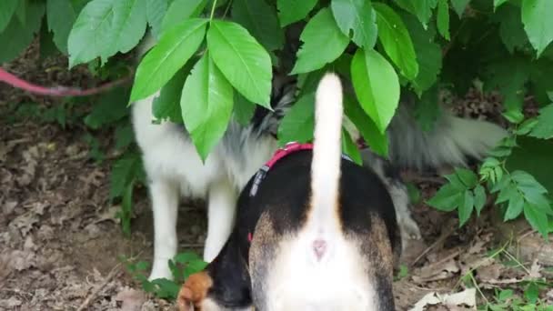 Легкомысленная Собака Выкапывает Нору Лесу Выжить — стоковое видео