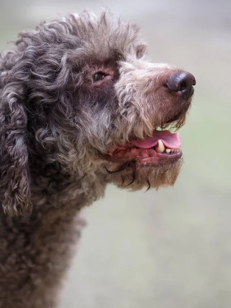 Lustiger Haariger Terrier Hund Stimmung — Stockfoto