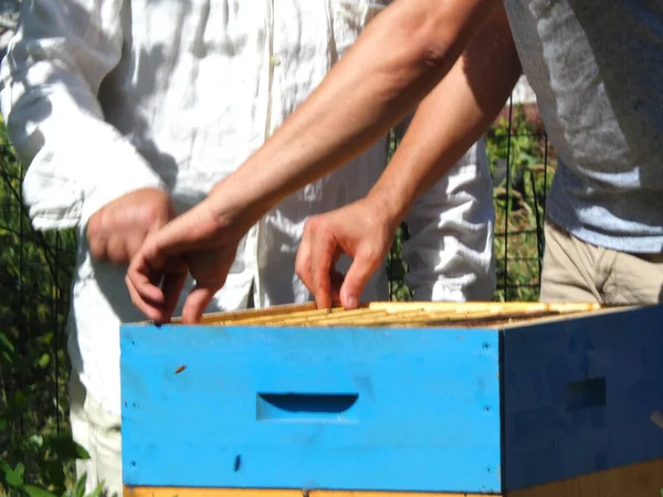 Beekeeper Working Bees Beehives Apiary Beekeeping Concept Beekeeper Harvesting Honey — Stok Foto