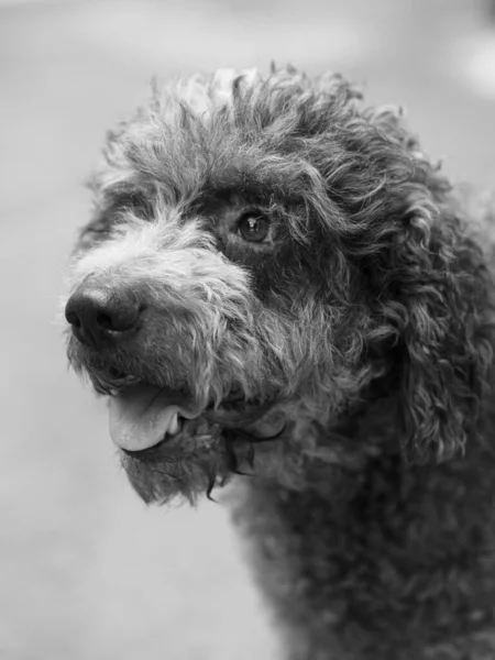 Lustiger Haariger Terrier Hund Stimmung — Stockfoto