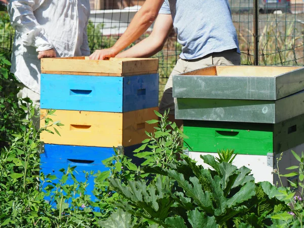 Beekeeper Working Bees Beehives Apiary Beekeeping Concept Beekeeper Harvesting Honey — Foto Stock