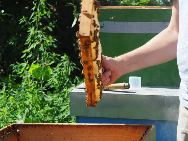 Beekeeper Working Bees Beehives Apiary Beekeeping Concept Beekeeper Harvesting Honey — 图库照片