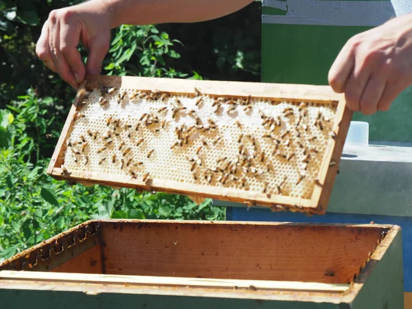 Beekeeper Working Bees Beehives Apiary Beekeeping Concept Beekeeper Harvesting Honey — Stock Photo, Image