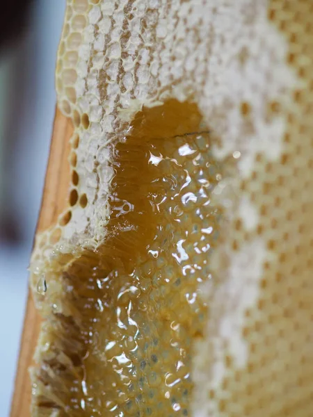 Natural Raw Honey Being Filtered Dripped Strainer Filter Our Bees — Foto Stock