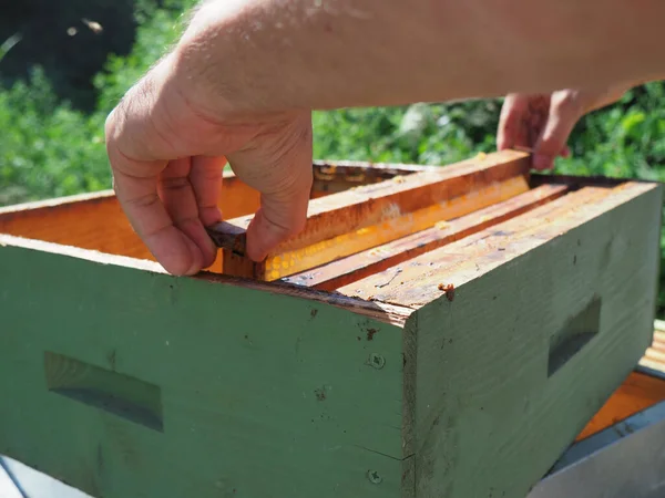 Arı yetiştiricisi arılarla ve arı kovanlarıyla çalışıyor. Arıcılık konsepti. Arı yetiştiricisi arıda bal arıcısı hasat ediyor..