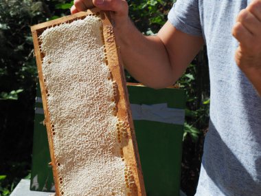 Arı yetiştiricisi arılarla ve arı kovanlarıyla çalışıyor. Arıcılık konsepti. Arı yetiştiricisi arıda bal arıcısı hasat ediyor..