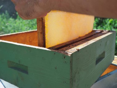 Arı yetiştiricisi arılarla ve arı kovanlarıyla çalışıyor. Arıcılık konsepti. Arı yetiştiricisi arıda bal arıcısı hasat ediyor..