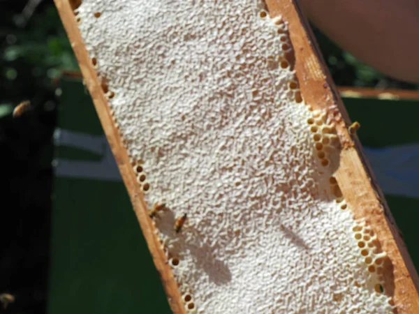 Beekeeper Working Bees Beehives Apiary Beekeeping Concept Beekeeper Harvesting Honey — ストック写真