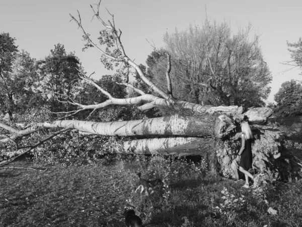 Высокая Белая Взрослая Блондинка Парке Возле Большого Упавшего Дерева Открытый — стоковое фото