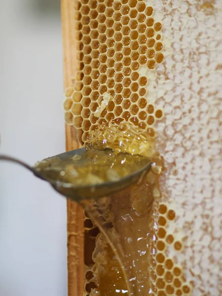 Natural Raw Honey Being Filtered Dripped Strainer Filter Our Bees — 스톡 사진