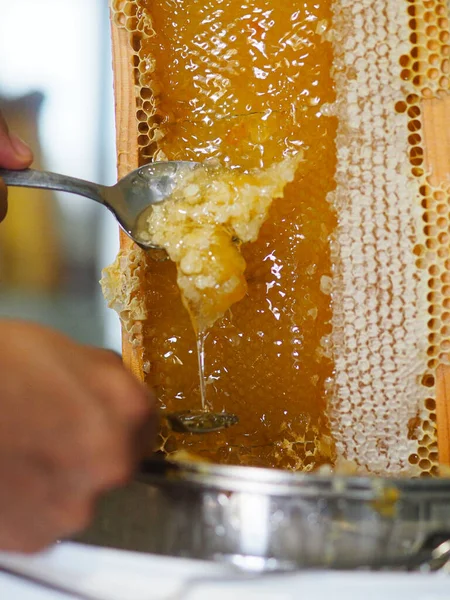 Natural Raw Honey Being Filtered Dripped Strainer Filter Our Bees — Fotografia de Stock