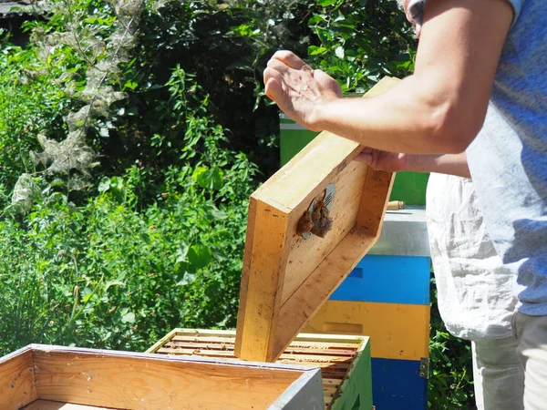 Beekeeper Working Bees Beehives Apiary Beekeeping Concept Beekeeper Harvesting Honey — Stok Foto