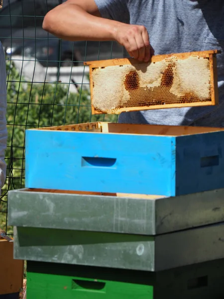 Пчеловод Работает Пчелами Ульями Пасеке Концепция Пчеловодства Пчеловод Собирает Мед — стоковое фото