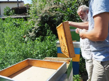 Arı yetiştiricisi arılarla ve arı kovanlarıyla çalışıyor. Arıcılık konsepti. Arı yetiştiricisi arıda bal arıcısı hasat ediyor..