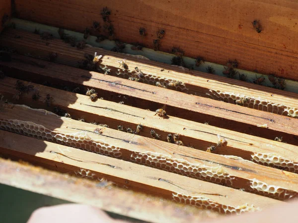 Beekeeper Working Bees Beehives Apiary Beekeeping Concept Beekeeper Harvesting Honey — Stock Photo, Image