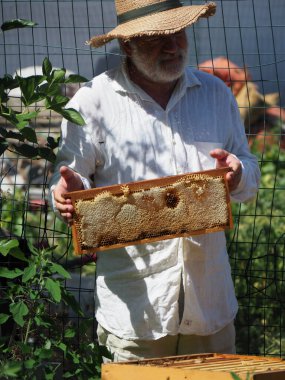 Arı yetiştiricisi arılarla ve arı kovanlarıyla çalışıyor. Arıcılık konsepti. Arı yetiştiricisi arıda bal arıcısı hasat ediyor..