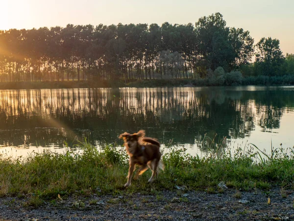 one dog alone playing at sunset, waterfront, Piacenza Italy