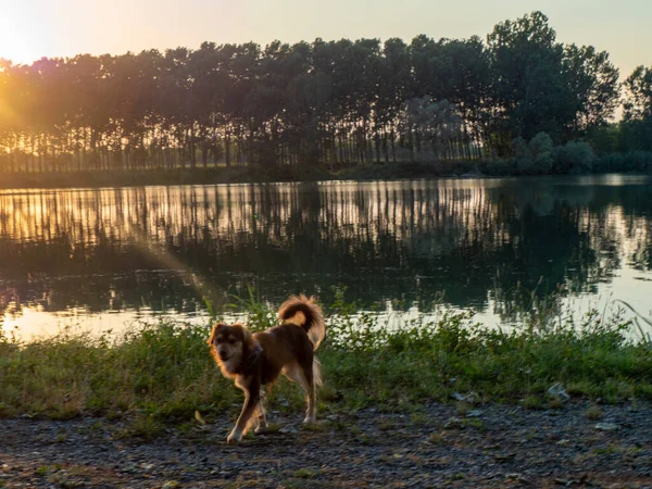 one dog alone playing at sunset, waterfront, Piacenza Italy