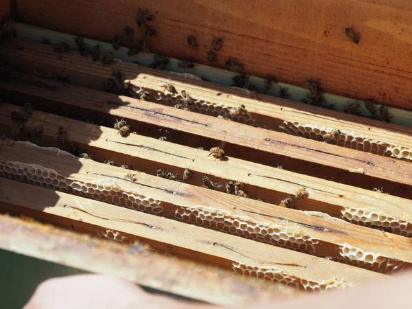 Beekeeper Working Bees Beehives Apiary Beekeeping Concept Beekeeper Harvesting Honey — Stock Photo, Image