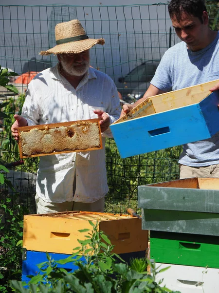 Beekeeper Working Bees Beehives Apiary Beekeeping Concept Beekeeper Harvesting Honey — Foto Stock