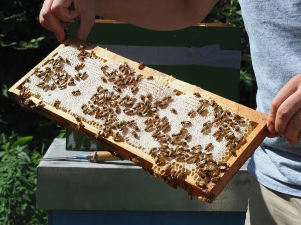 Beekeeper Working Bees Beehives Apiary Beekeeping Concept Beekeeper Harvesting Honey — Stockfoto