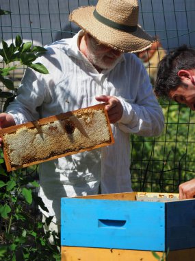 Arı yetiştiricisi arılarla ve arı kovanlarıyla çalışıyor. Arıcılık konsepti. Arı yetiştiricisi arıda bal arıcısı hasat ediyor..