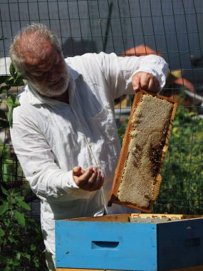 Arı yetiştiricisi arılarla ve arı kovanlarıyla çalışıyor. Arıcılık konsepti. Arı yetiştiricisi arıda bal arıcısı hasat ediyor..