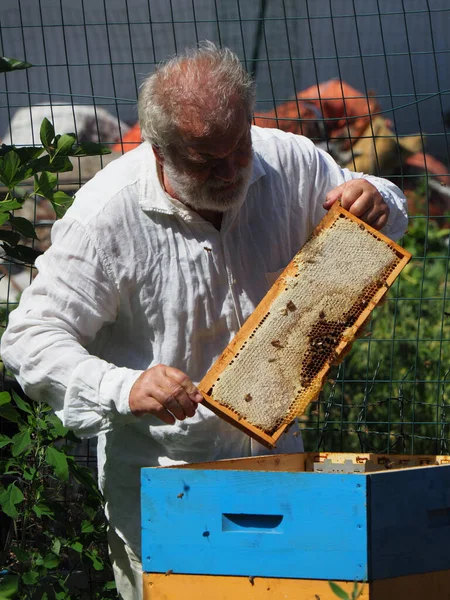 Pszczelarz Pracujący Pszczołami Uli Pasiece Koncepcja Pszczelarska Pszczelarz Zbierający Miód — Zdjęcie stockowe