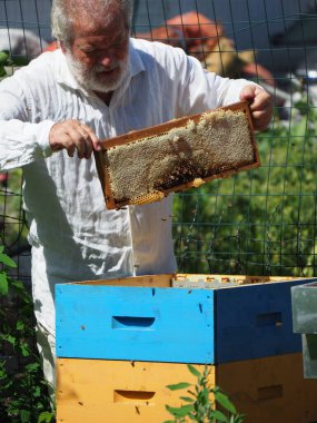 Arı yetiştiricisi arılarla ve arı kovanlarıyla çalışıyor. Arıcılık konsepti. Arı yetiştiricisi arıda bal arıcısı hasat ediyor..