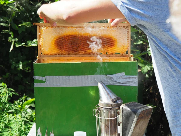 Beekeeper Working Bees Beehives Apiary Beekeeping Concept Beekeeper Harvesting Honey — Stock Photo, Image