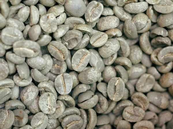Kosta Rika 'daki biyolojik etik tarımdan taze yeşil kahve çekirdekleri.