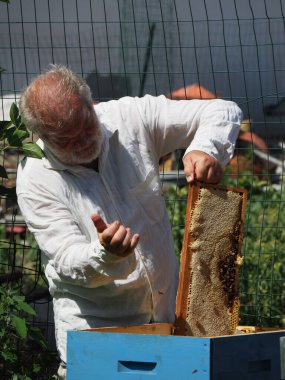 Arı yetiştiricisi arılarla ve arı kovanlarıyla çalışıyor. Arıcılık konsepti. Arı yetiştiricisi arıda bal arıcısı hasat ediyor..