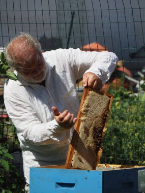 Arı yetiştiricisi arılarla ve arı kovanlarıyla çalışıyor. Arıcılık konsepti. Arı yetiştiricisi arıda bal arıcısı hasat ediyor..